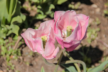 Tulip season. Bright fresh spring flowers tulips on blurred background. Beautiful pink tulip blooming in garden. Tulips on the flower bed.