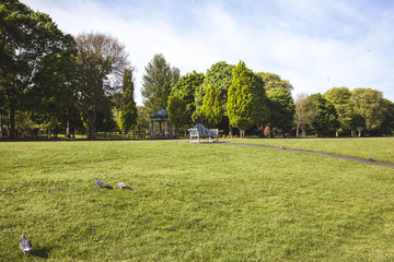 landscape with trees