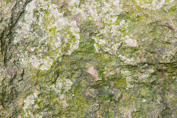 Close up old stone texture	