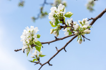 Branch with beautiful blooming pear tree flowers in the garden against a blue sky