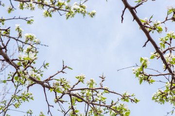 Branch with beautiful blooming pear tree flowers in the garden against a blue sky