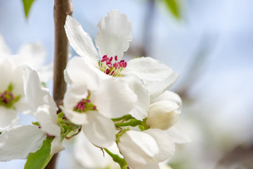 Fototapeta na wymiar Closeup branch with beautiful blooming pear tree flowers in garden