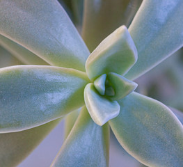 succulent