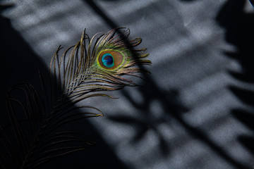 Peacock feather color full on black background and shadow masks
