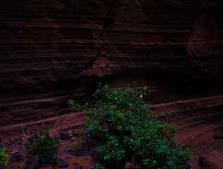 ravine with vegetation and beautiful reflections in the natural setting of the Canary Islands with textures on its walls