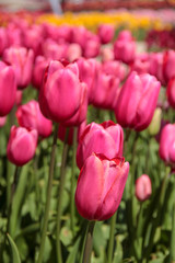 Pink tulips against green foliage. Pink tulips field. Flowers in spring blooming blossom scene. Pink hybrid tulips background. Tulip backdrop. Bicolor tulips.