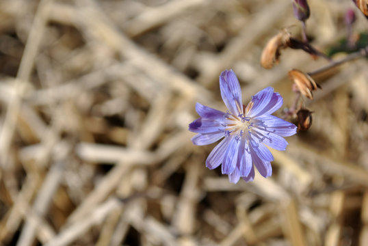 Chicory (Common chicory, Cichorium intybus) blooming flower on dry yellow grass background, top view