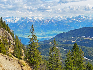Evergreen forest or coniferous trees on the slopes of the Pilatus massif and in the alpine valleys...