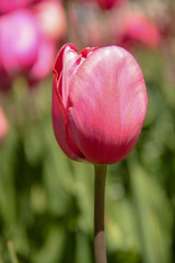 Fototapeta premium Tulip season. Bright fresh spring flowers tulips on blurred background. Beautiful pink tulip blooming in garden. Tulips on the flower bed.