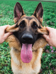 Hold the dog's muzzle with both hands. Portrait of a German shepherd in close-up. The dog and the owner.