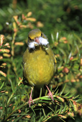 Grünfink (Chloris chloris, Syn.: Carduelis chloris)