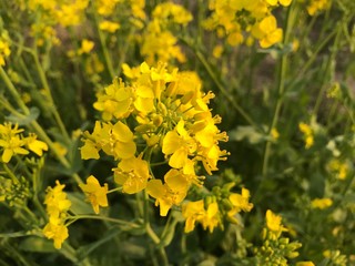 field of yellow flowers