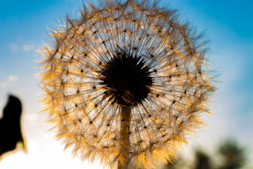 air dandelion on a background of colorful sky