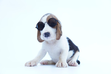 Tricolor beagle dog on isolated white backgorund wearing sunglasses.