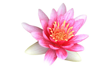 Lotus flower isolated on white background with clipping path.