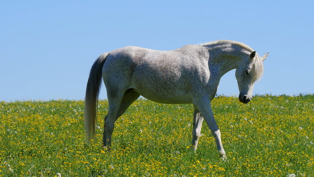 Schimmel auf einer Blumenwiese und strahlend blauem Himmel