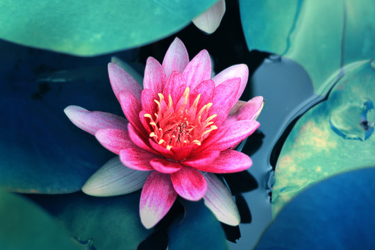 Beautiful pink lotus flower in pond,Lotus flower symbol of Buddhism and Buddhist beliefs.