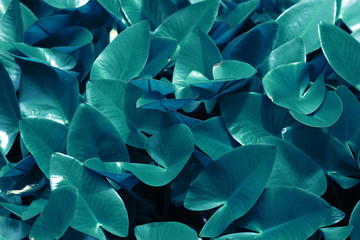 Abstract blurred leaves texture background.