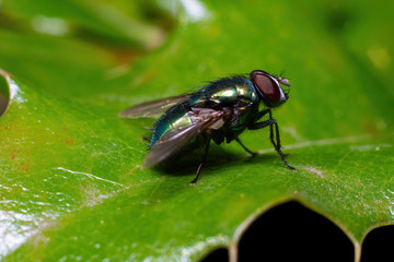 green fly on leaf, super macro