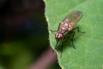 green fly on leaf, super macro