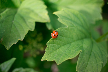 Macro shot of a red ladybug with black spots on a green leaf during spring or summer