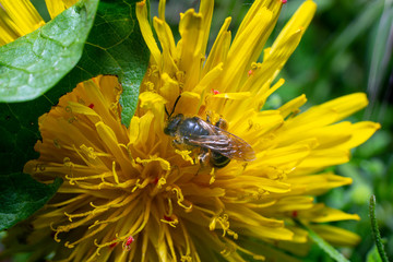 Flower with small insect, macro in a garden