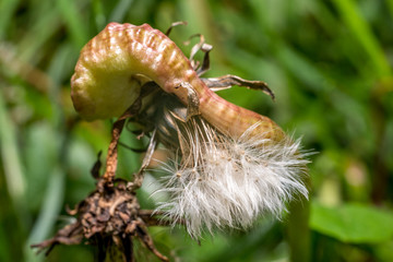 flower super macro, internal of flower in a garden