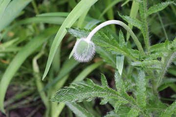 
Green fluffy poppy bud will bloom soon