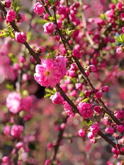 Obraz premium pink cherry blossom