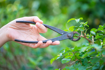 Closed up bonsai cutting with Branch and Knob Cutter
