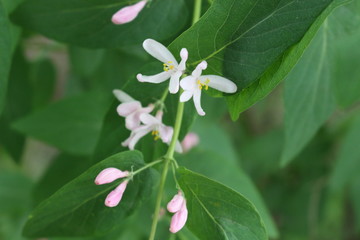 
Delicate pink flowers bloom on a bush in the spring garden.