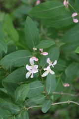 
Delicate pink flowers bloom on a bush in the spring garden.