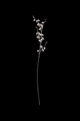Artificial flower on black background