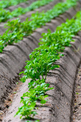 Young potato plants growing on farm field in springtime