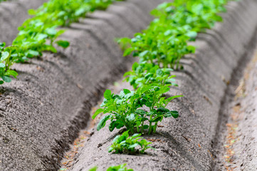 Young potato plants growing on farm field in springtime