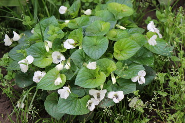 
White violets bloomed in the flowerbed in spring