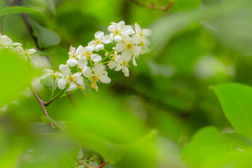 blossoming apple tree