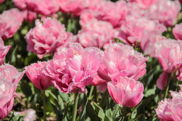 Pink tulips against green foliage. Pink tulips field. Flowers in spring blooming blossom scene. Pink hybrid tulips background. Tulip backdrop. Bicolor tulips.