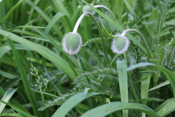 
Green fluffy poppy bud will bloom soon