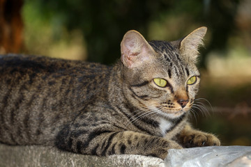 Close up gray cat house is sit down and rest on the old wall near the garden at thailand