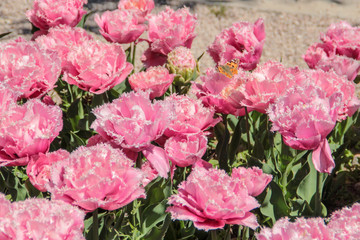 Pink tulips against green foliage. Pink tulips field. Flowers in spring blooming blossom scene. Pink hybrid tulips background. Tulip backdrop. Bicolor tulips.