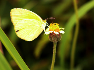 Yellow butterfly sucking honey from a yellow flower