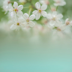 cherry blossom Banner blur background