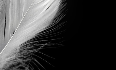 closeup white feather on black background