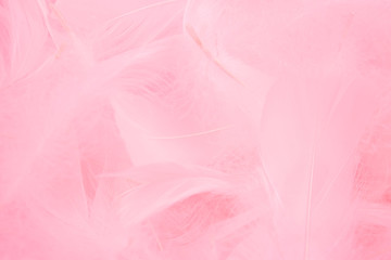 pink feathers background. soft fluffy feather 
