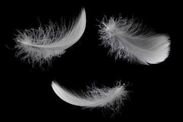 set of three a white feather isolated on black background, feather falling down in the air.