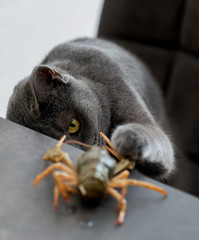 white cat playing with a crayfish 
