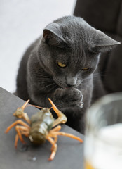 Gray cat with interest examines the crayfish sitting on the table 