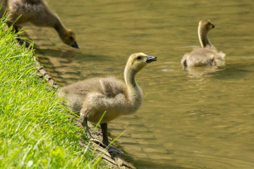 Canada goose gosling