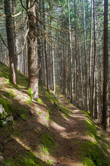 Fototapeta premium Hillside trail.